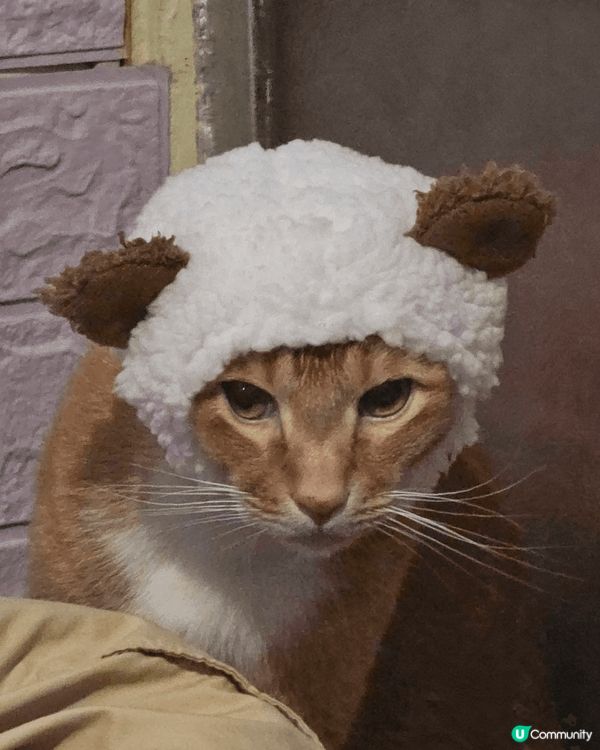 貓貓相，第一次戴帽帽嬲爆爆。同妹妹sweet sweet