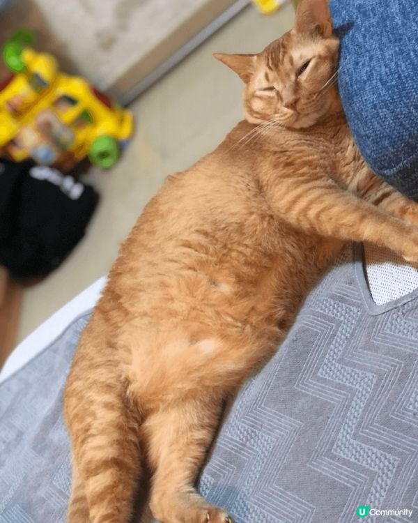 坐姿醜醜麻甩喵，冬天鐘意瞓喺飯煲/熱水壺，識開門