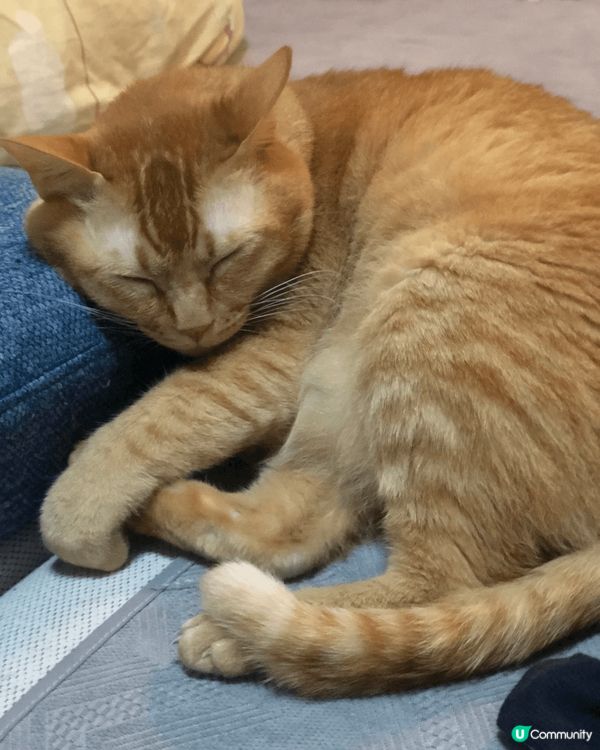 坐姿醜醜麻甩喵，冬天鐘意瞓喺飯煲/熱水壺，識開門