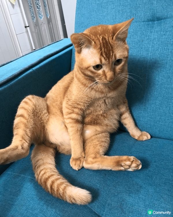 坐姿醜醜麻甩喵，冬天鐘意瞓喺飯煲/熱水壺，識開門