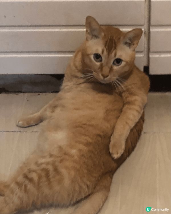 坐姿醜醜麻甩喵，冬天鐘意瞓喺飯煲/熱水壺，識開門