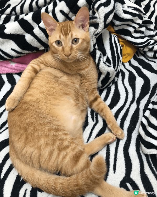 坐姿醜醜麻甩喵，冬天鐘意瞓喺飯煲/熱水壺，識開門