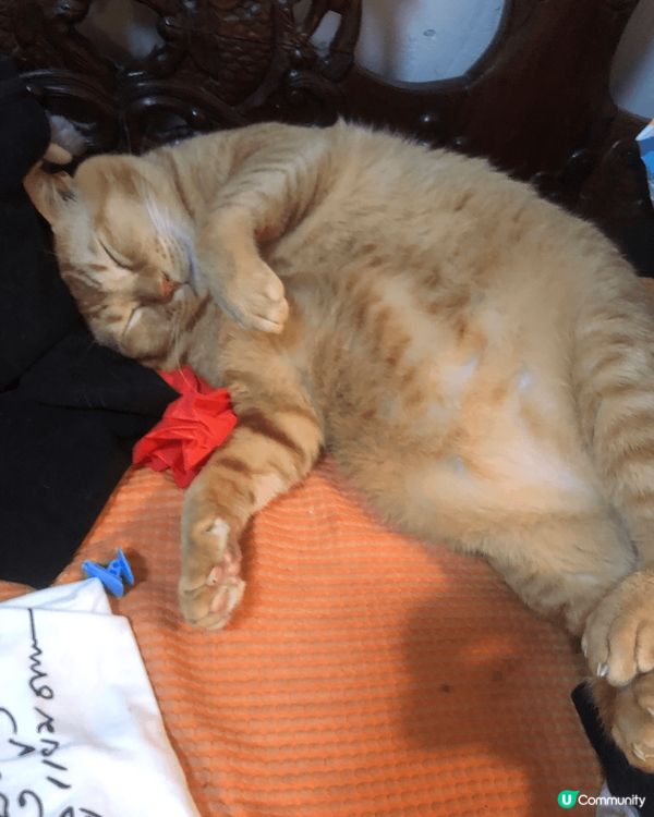 坐姿醜醜麻甩喵，冬天鐘意瞓喺飯煲/熱水壺，識開門