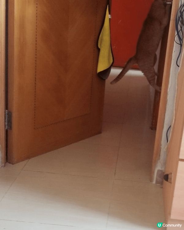 坐姿醜醜麻甩喵，冬天鐘意瞓喺飯煲/熱水壺，識開門