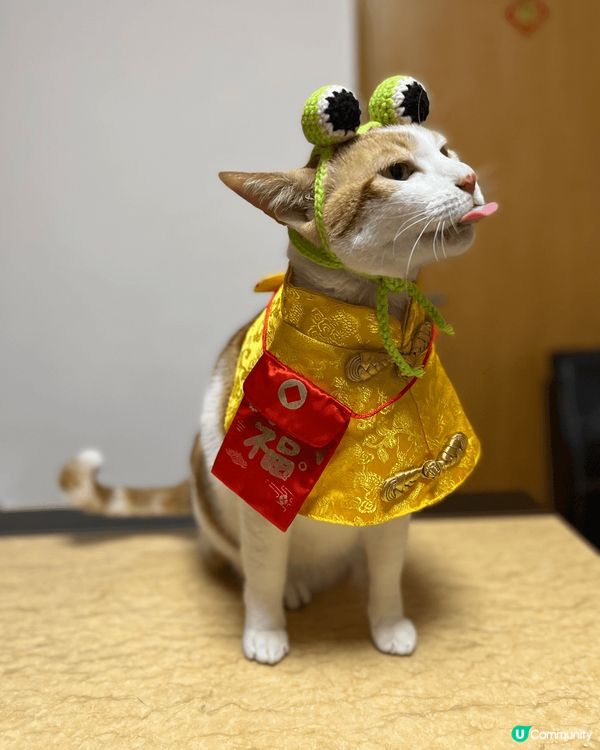 貓貓生活照，以及之前的一些贊助產品照，還附上貓貓的IG Ac...