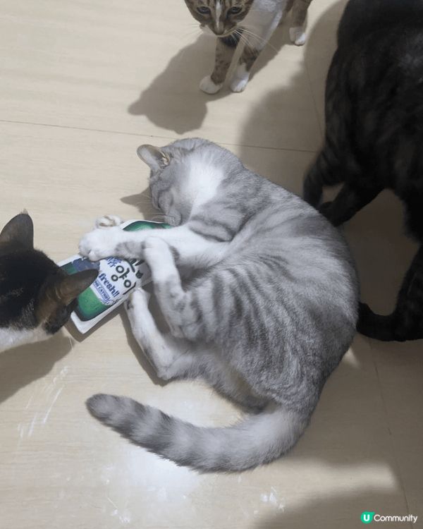 我屋企既可愛貓咪照😍