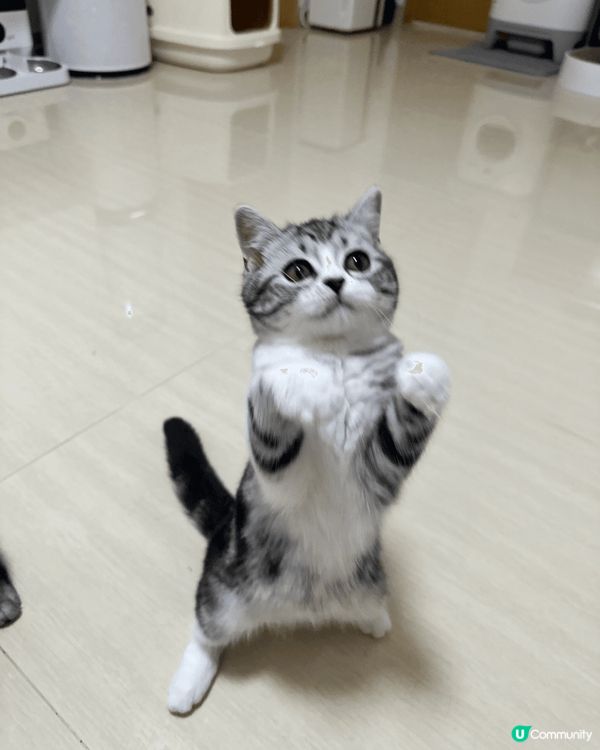 我屋企既可愛貓咪照😍