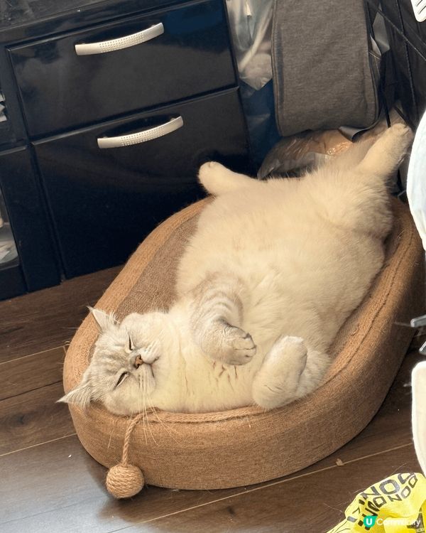 湖水藍眼睛超懶的銀點貓