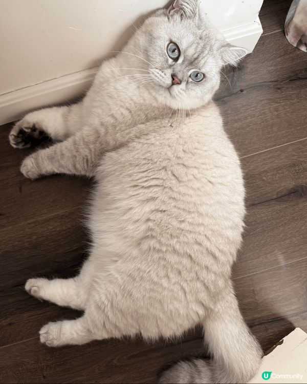 湖水藍眼睛超懶的銀點貓