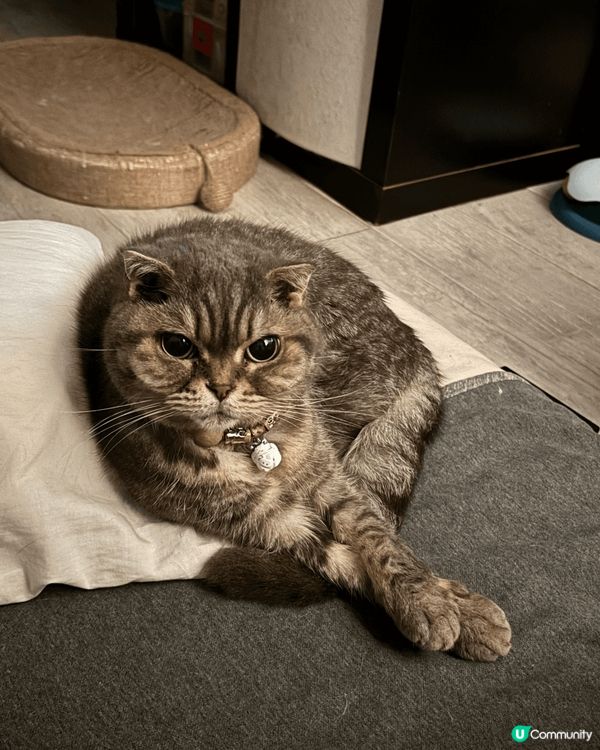 你好呀，我叫Bae Bae 來自英國的英短家族. 媽咪話有隻...