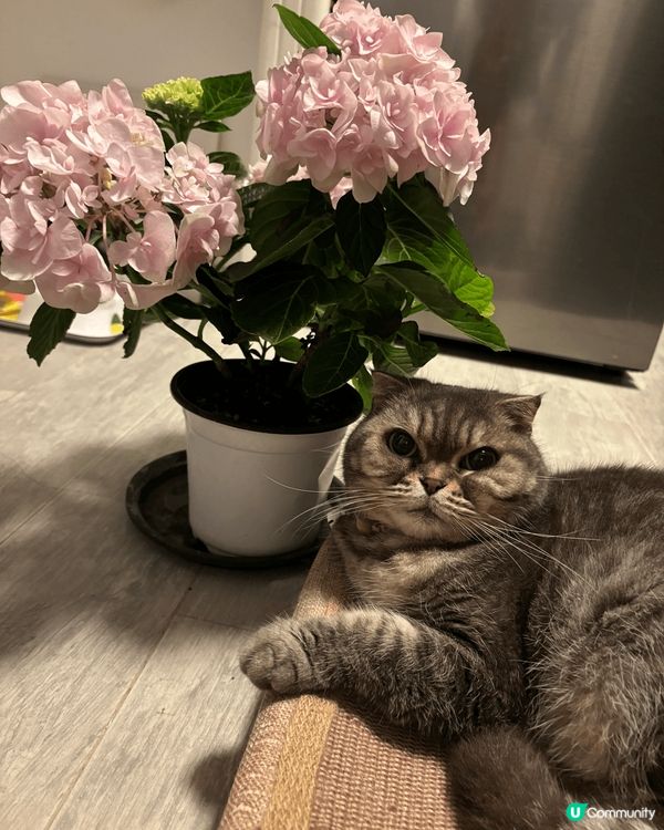 你好呀，我叫Bae Bae 來自英國的英短家族. 媽咪話有隻...