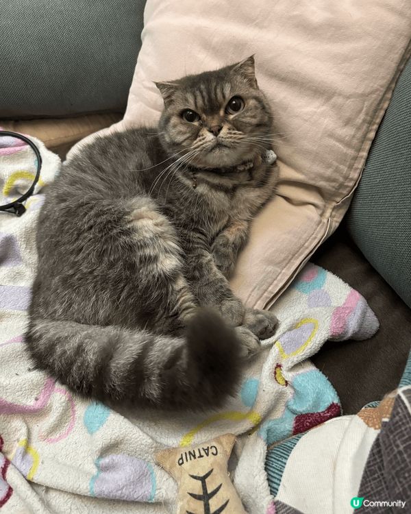 你好呀，我叫Bae Bae 來自英國的英短家族. 媽咪話有隻...