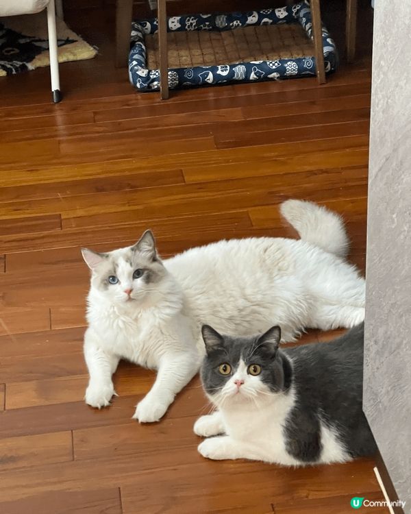 大家好，我係米糕哥哥（英短），我弟弟叫雪糕（布偶）