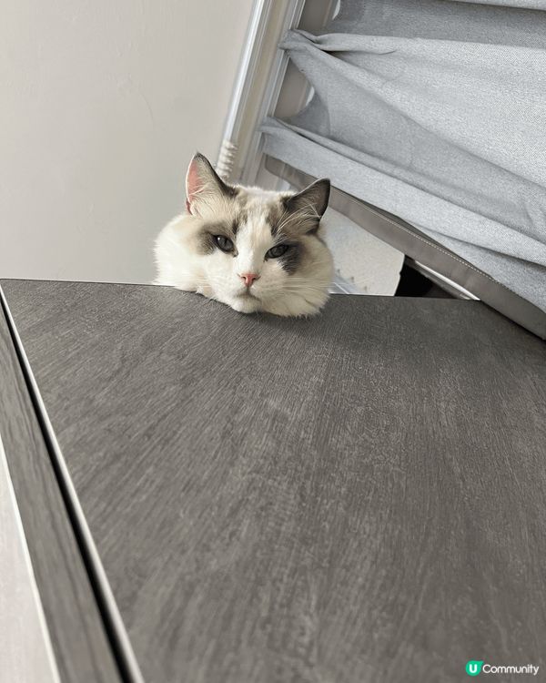 大家好，我係米糕哥哥（英短），我弟弟叫雪糕（布偶）