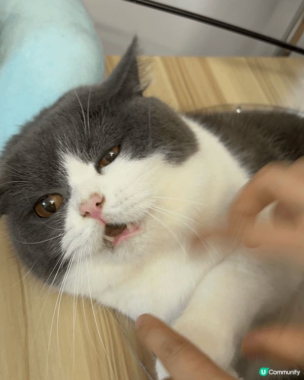 大家好，我係米糕哥哥（英短），我弟弟叫雪糕（布偶）