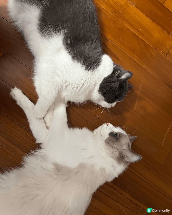 大家好，我係米糕哥哥（英短），我弟弟叫雪糕（布偶）