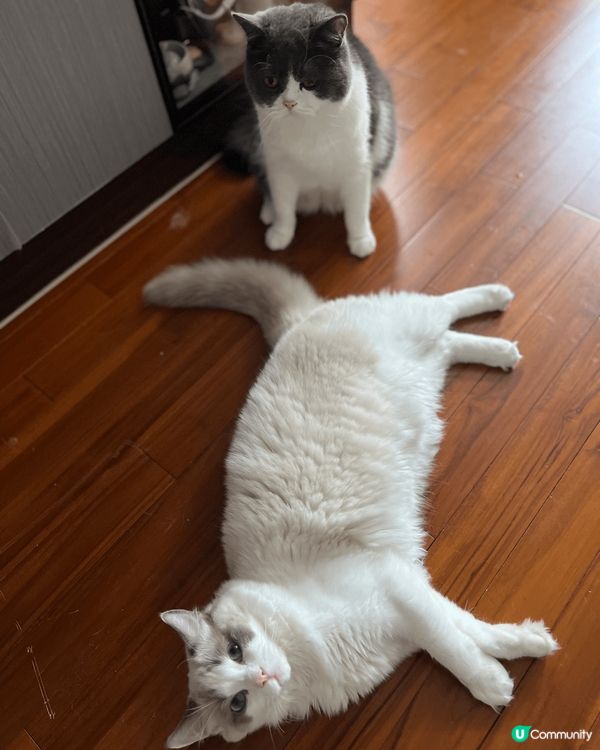 大家好，我係米糕哥哥（英短），我弟弟叫雪糕（布偶）