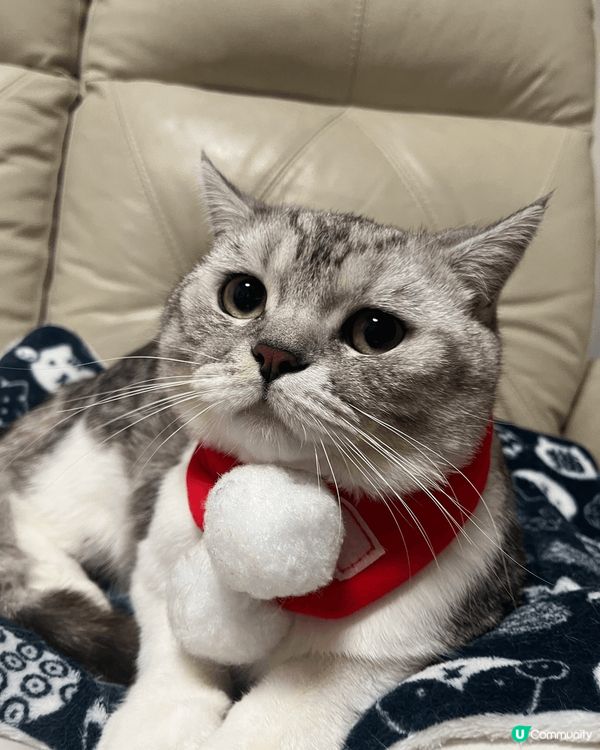 我有兩隻貓，佢哋係兩兄弟，一個貪玩一個為食😄