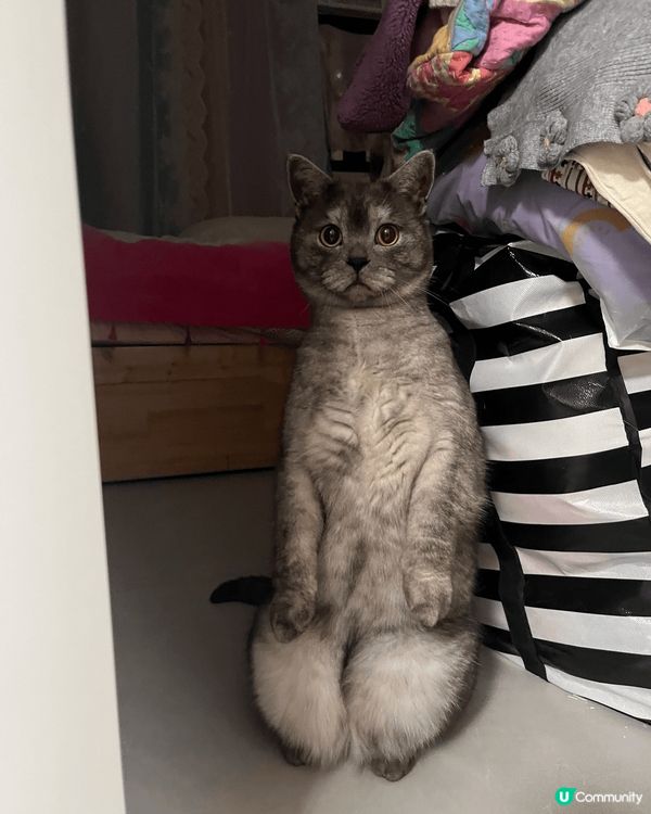 我有兩隻貓，佢哋係兩兄弟，一個貪玩一個為食😄