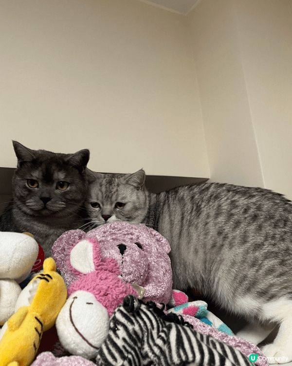 我有兩隻貓，佢哋係兩兄弟，一個貪玩一個為食😄