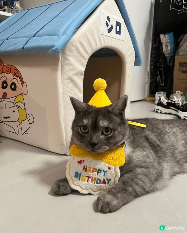 我有兩隻貓，佢哋係兩兄弟，一個貪玩一個為食😄