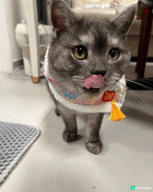 我有兩隻貓，佢哋係兩兄弟，一個貪玩一個為食😄