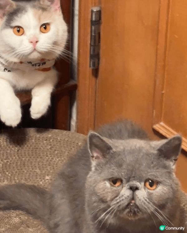 我屋企嘅貓咪，一隻係英短，一隻係異國短毛貓，佢哋好得意好fr...