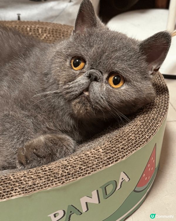 我屋企嘅貓咪，一隻係英短，一隻係異國短毛貓，佢哋好得意好fr...