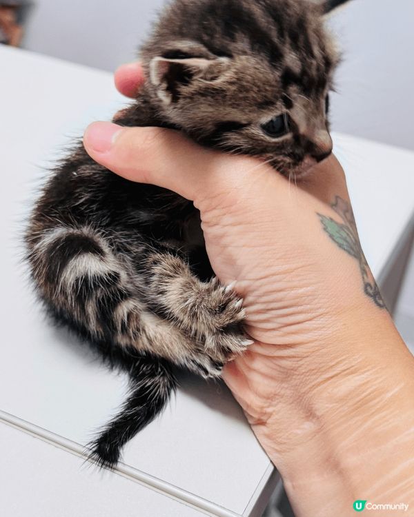 雖然貓咪不會大笑大哭，但牠們有豐富的表情。