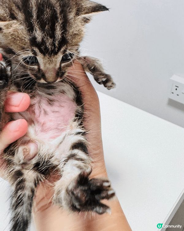 雖然貓咪不會大笑大哭，但牠們有豐富的表情。