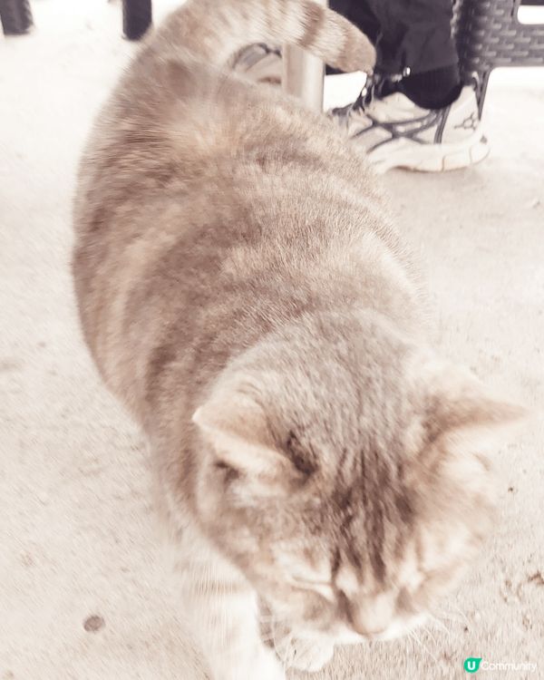 大家好！ 我叫小柴，年紀也不少了！我住的地方比較特別，喺香港...