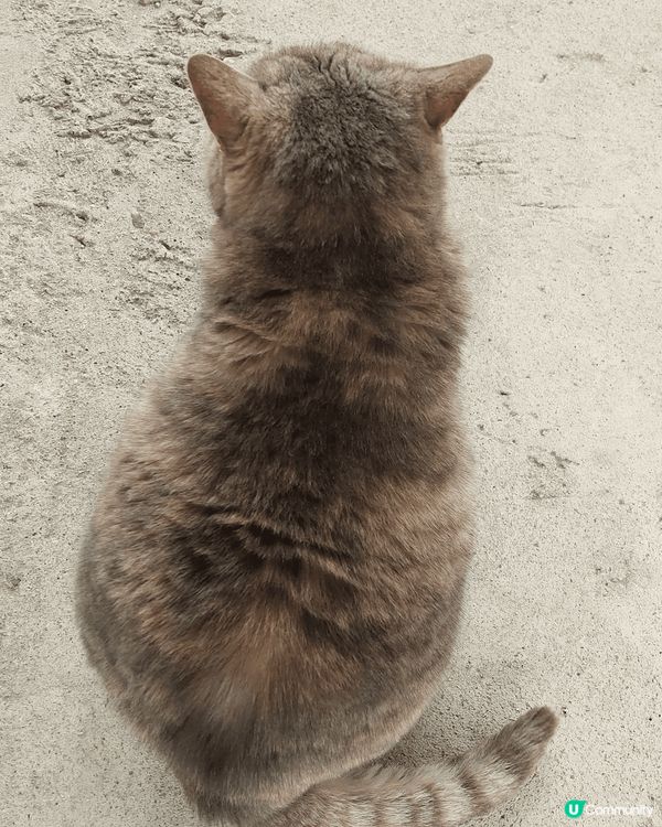 大家好！ 我叫小柴，年紀也不少了！我住的地方比較特別，喺香港...
