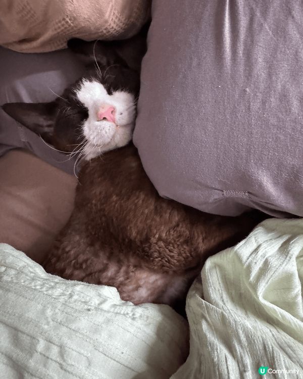 6隻不同的貓咪，包括英短，唐貓，德文卷毛❤️絕對係參加#主子...