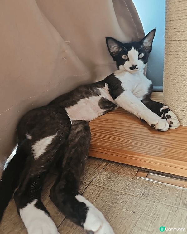 6隻不同的貓咪，包括英短，唐貓，德文卷毛❤️絕對係參加#主子...