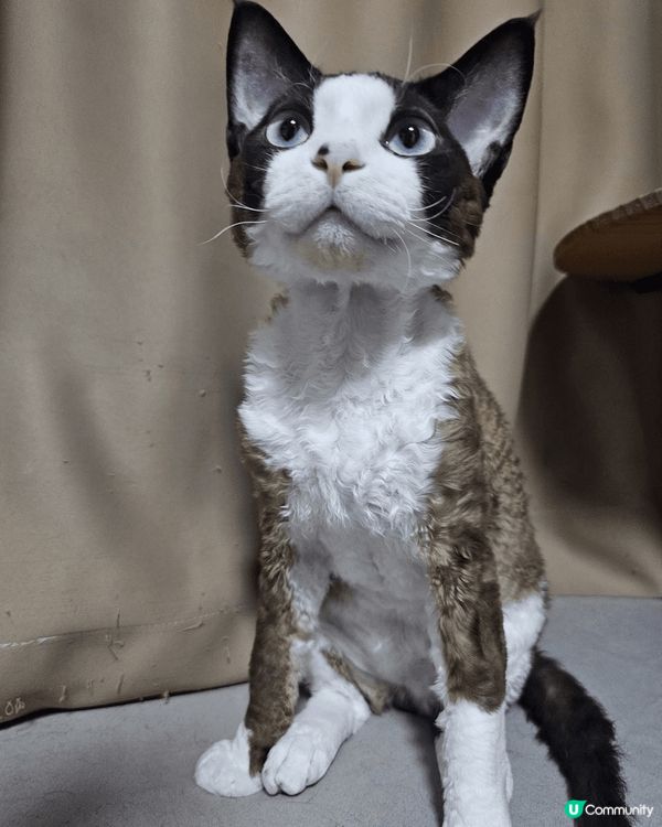 6隻不同的貓咪，包括英短，唐貓，德文卷毛❤️絕對係參加#主子...