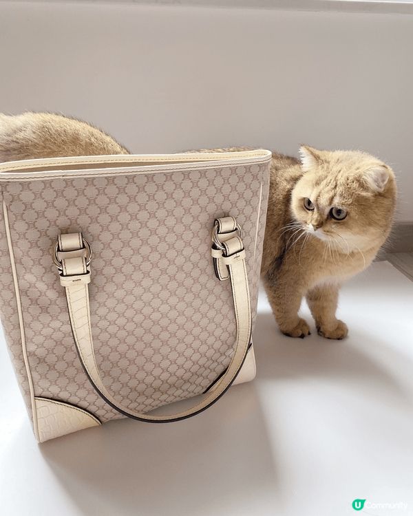 6隻不同的貓咪，包括英短，唐貓，德文卷毛❤️絕對係參加#主子...