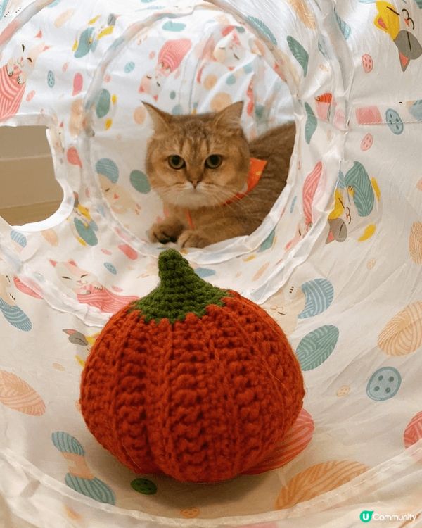 6隻不同的貓咪，包括英短，唐貓，德文卷毛❤️絕對係參加#主子...