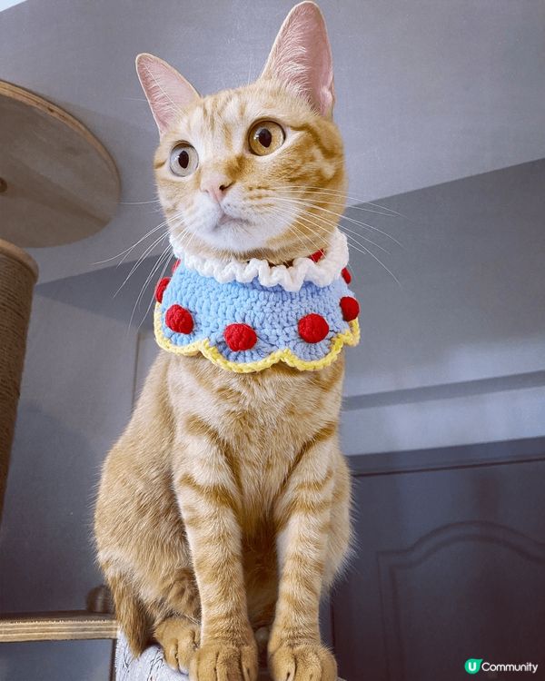 6隻不同的貓咪，包括英短，唐貓，德文卷毛❤️絕對係參加#主子...