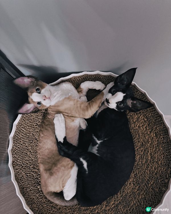 6隻不同的貓咪，包括英短，唐貓，德文卷毛❤️絕對係參加#主子...