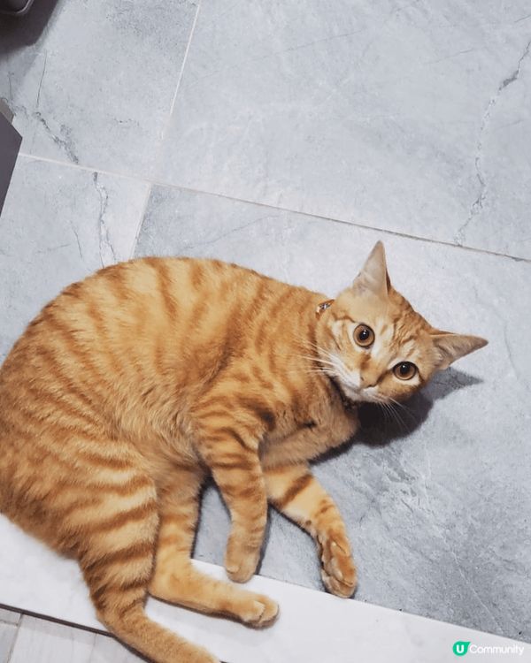 6隻不同的貓咪，包括英短，唐貓，德文卷毛❤️絕對係參加#主子...