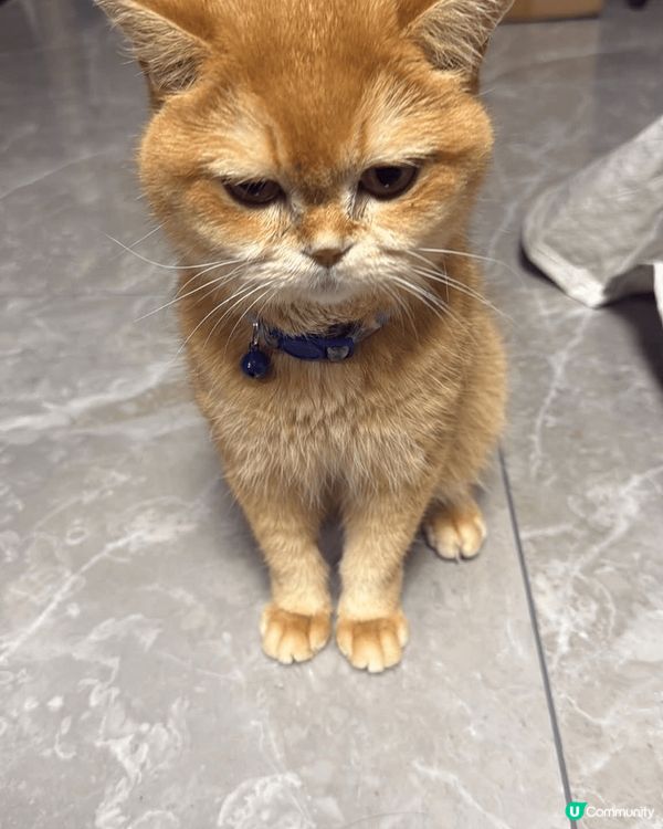 咖啡仔好喜歡粘人和訓覺，一日可以訓足16小時，平時好小運動，...