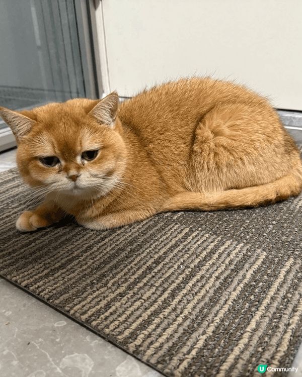 咖啡仔好喜歡粘人和訓覺，一日可以訓足16小時，平時好小運動，...