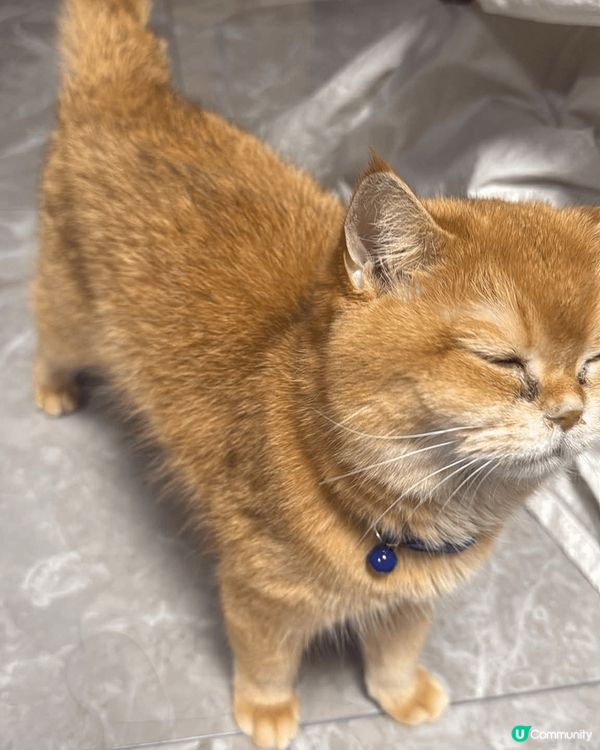 咖啡仔好喜歡粘人和訓覺，一日可以訓足16小時，平時好小運動，...