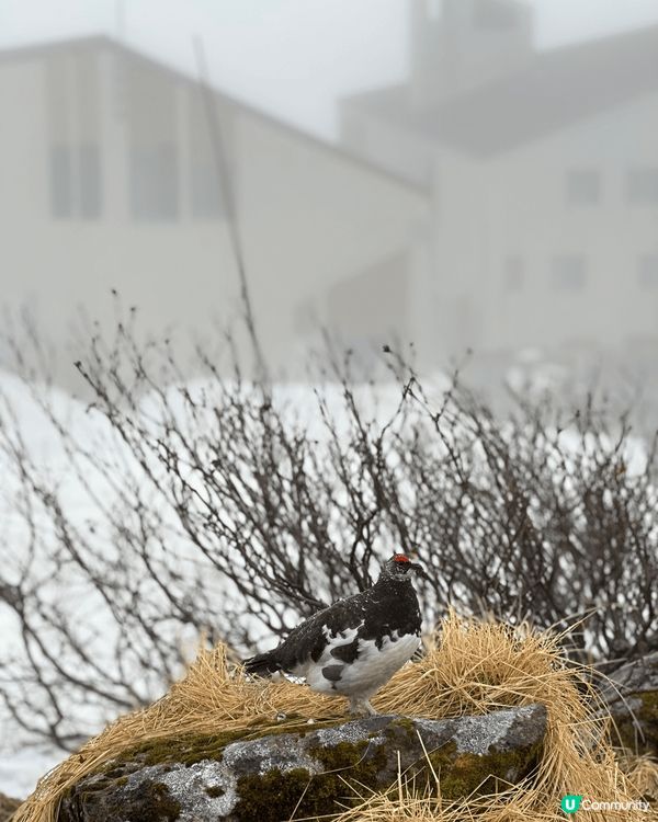 立山黑部於每年春天開山，兩邊16米高嘅大雪場成為咗遊客嘅打卡...