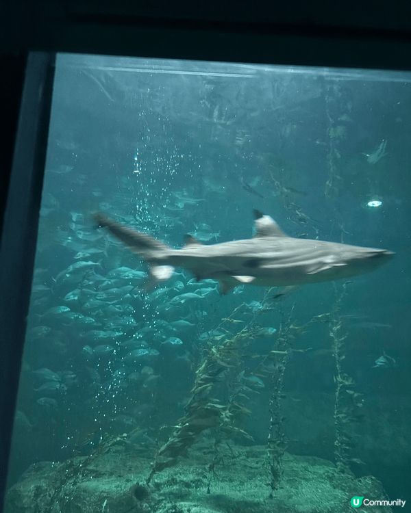 海洋公園的鯊魚館是一個專門展示各種鯊魚及其他海洋生物的設施。