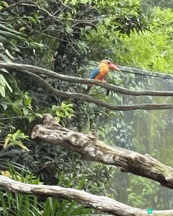 新加坡動物園有很多不同種類的動物。雖然我們參觀當日有雨，但沿...
