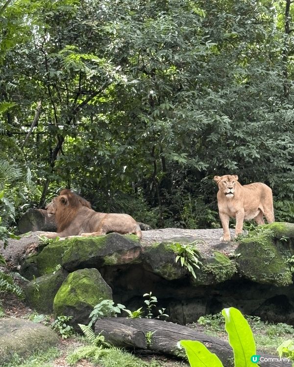 新加坡動物園有很多不同種類的動物。雖然我們參觀當日有雨，但沿...