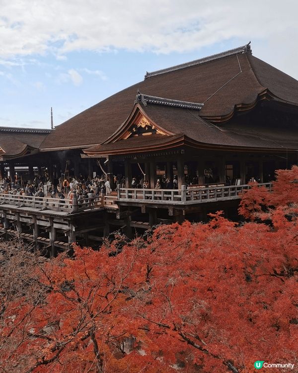 京都清水寺座落於音羽山之上，秋季正值紅葉季，與周圍茂密的紅葉...