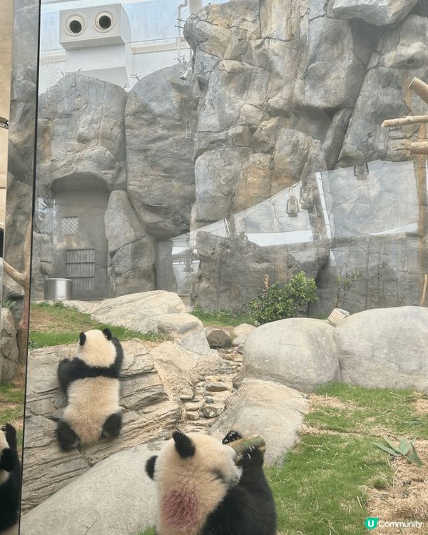 拍攝於海洋公園，香港出生的一對熊貓寶寶，很可愛