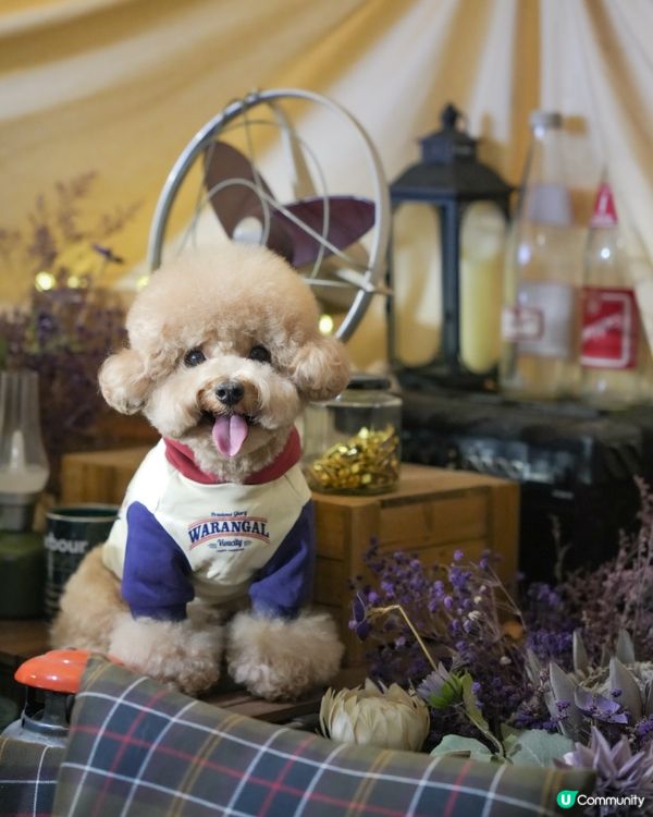 深水埗露營主題寵物友善餐廳Loop Kulture🏕️